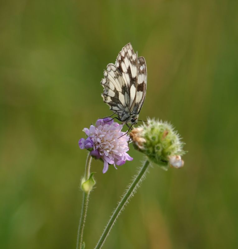 300D 0008 Butterfly